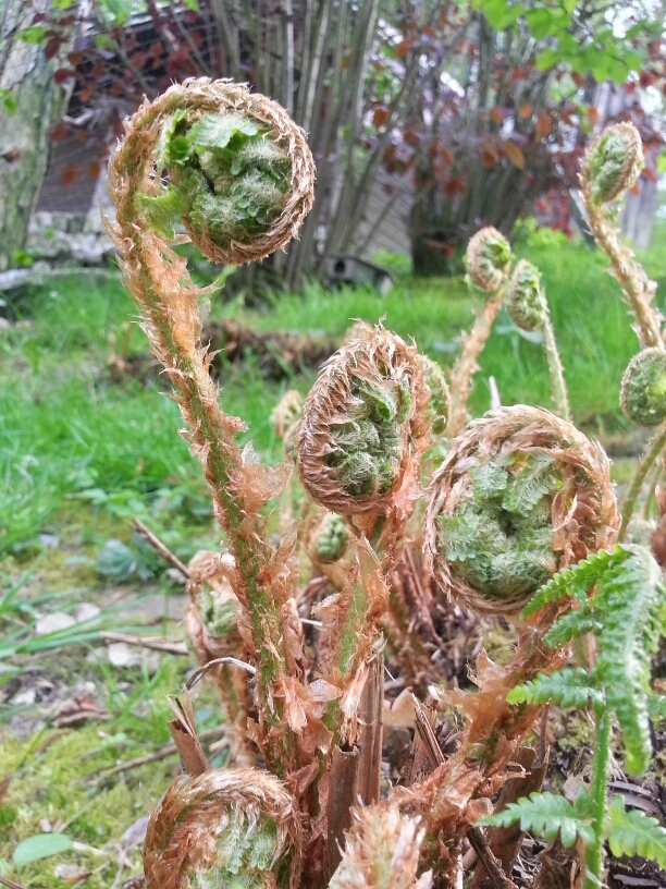 20140413_165238_HDR.jpg image